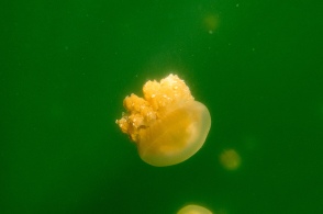 Jellyfish Lake March 2016